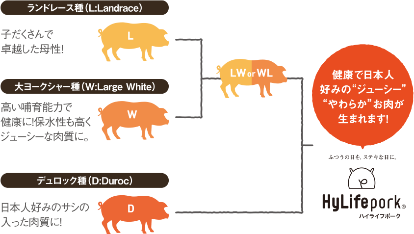 ランドレース種（L:Landrace）[子だくさんで卓越した母性！]、大ヨークシャー種（W:Large White）[高い哺育能力で健康に！保水性も高くジューシーな肉質に。]、デュロック種（D:Duroc）[日本人好みのサシの入った肉質に！]。3種の豚がかけあわされ、健康で日本人好みの'ジューシー''やわらか'お肉が生まれます！